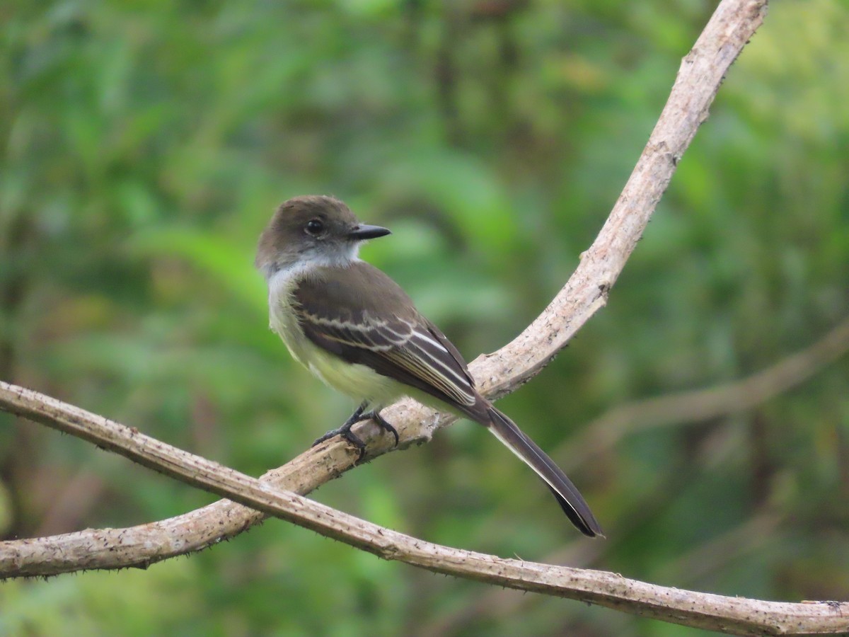 andestyrann - ML644723880