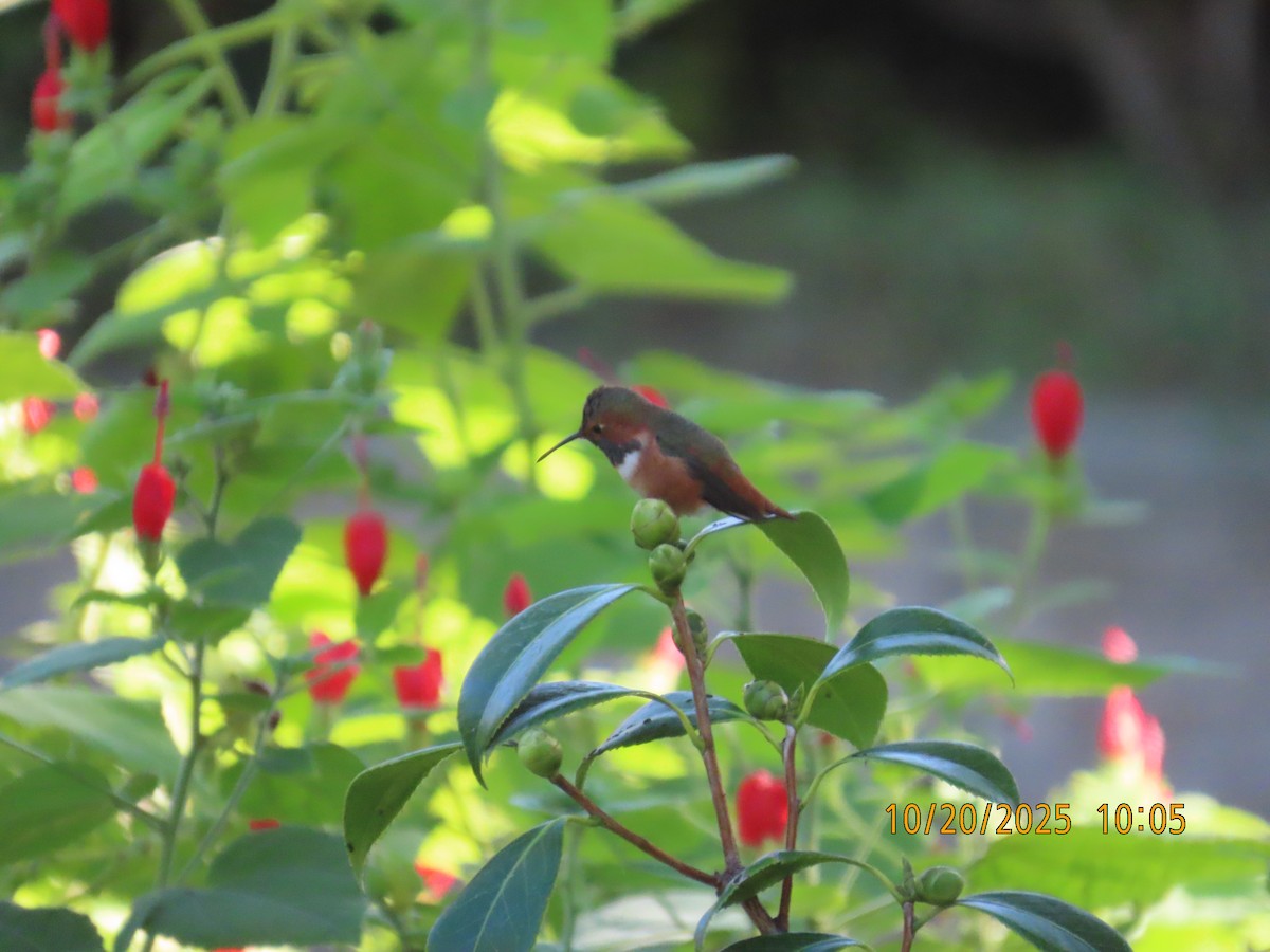 Allen's Hummingbird - ML644723886