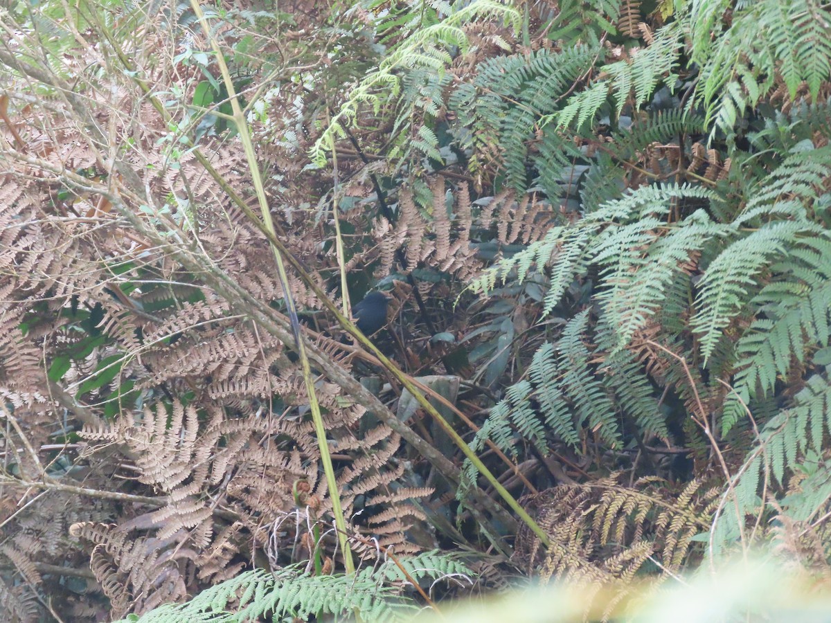 gråøyemaurvarsler - ML644723889