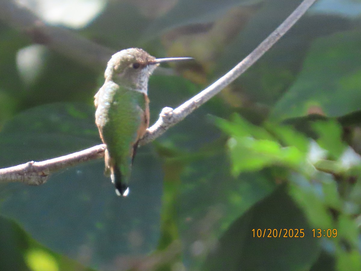 Allen's Hummingbird - ML644723896