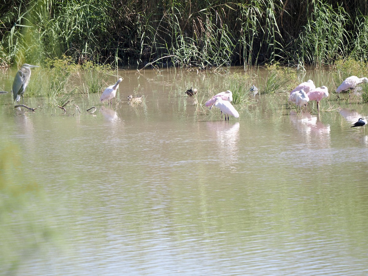 Espátula Rosada - ML644723897