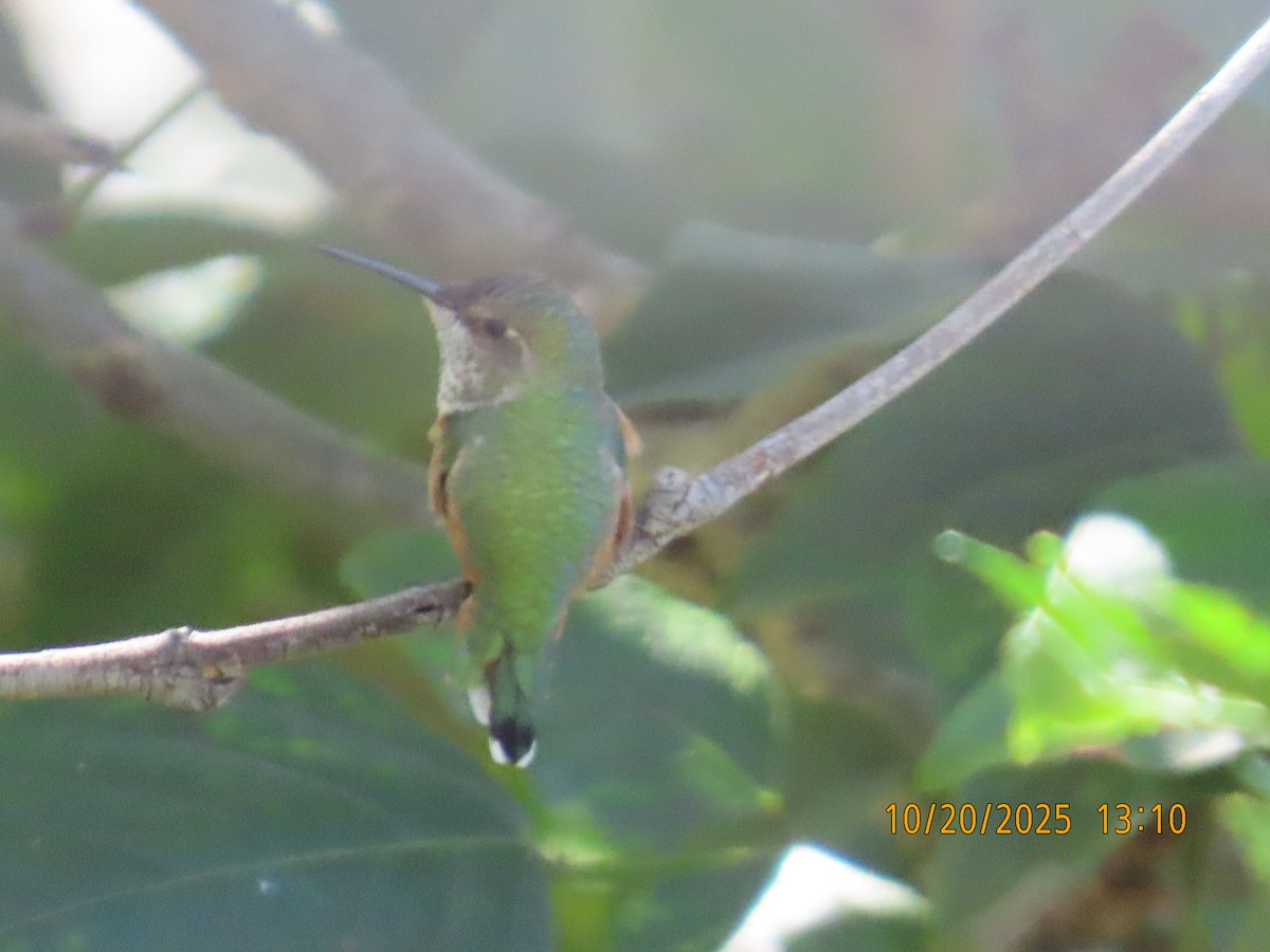 Allen's Hummingbird - ML644723903