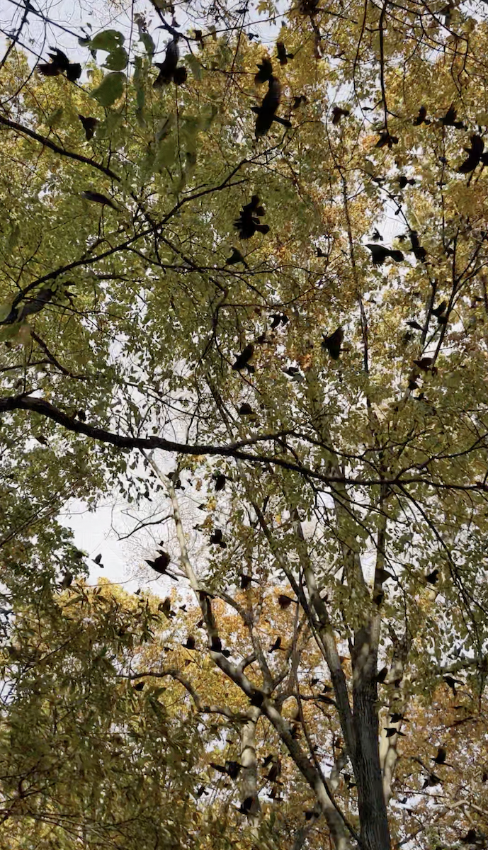 Пурпурный гракл - ML644723904