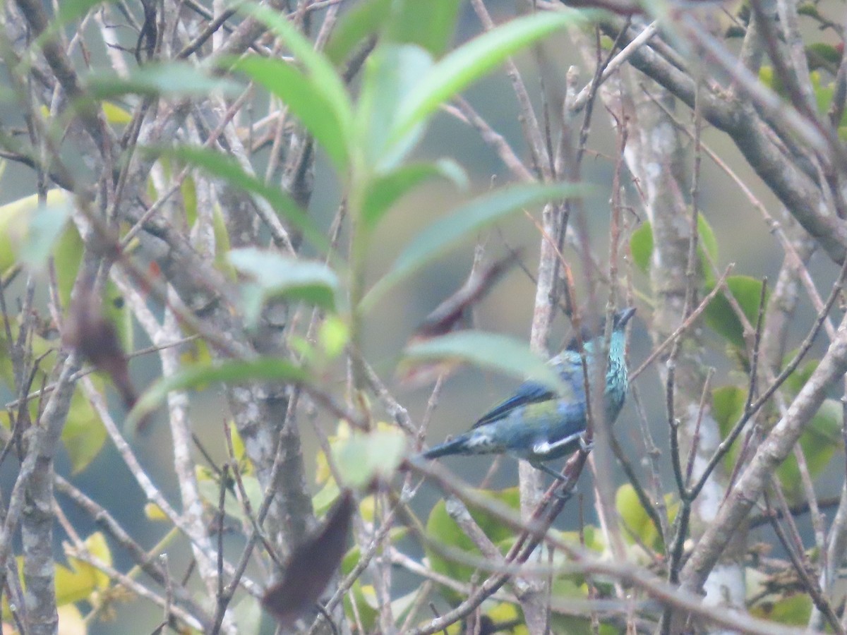 turkisbrysttanagar - ML644723905