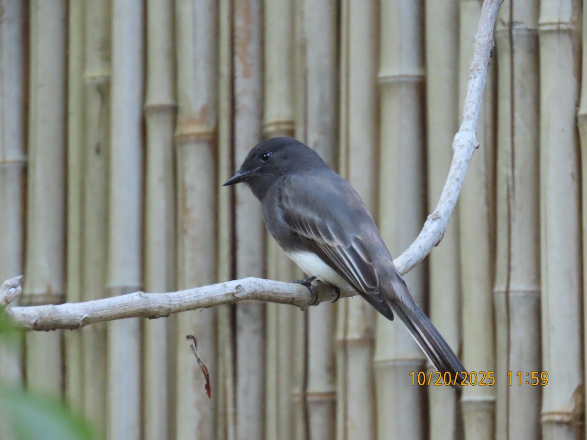 Black Phoebe - ML644723911