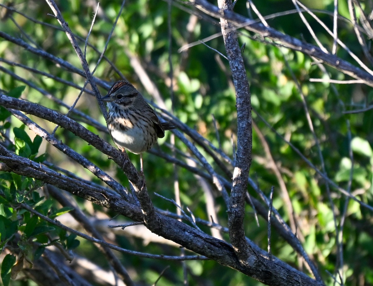 strnadec pruhohlavý - ML644723937