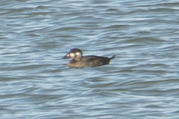 Macreuse à front blanc - ML644723950