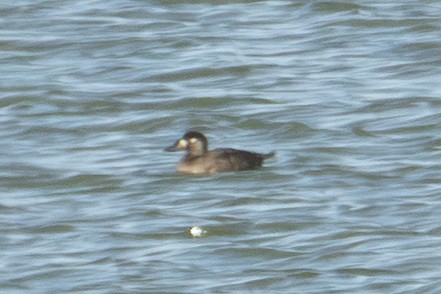 Macreuse à front blanc - ML644723951
