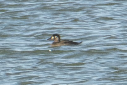 Macreuse à front blanc - ML644723952