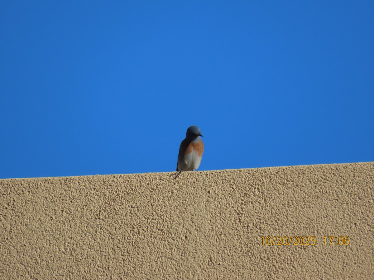 salašník západní - ML644723953