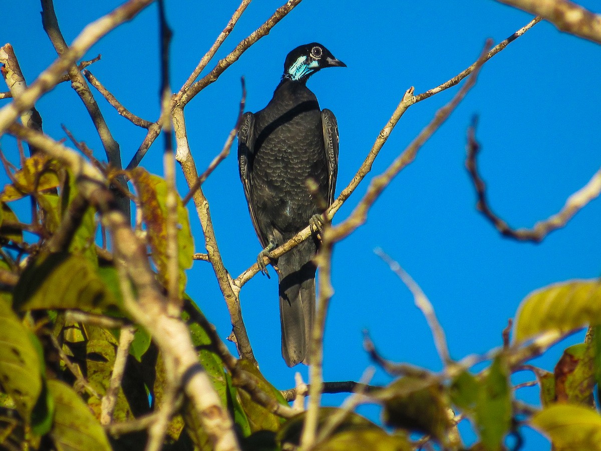 Bare-necked Fruitcrow - ML644723955