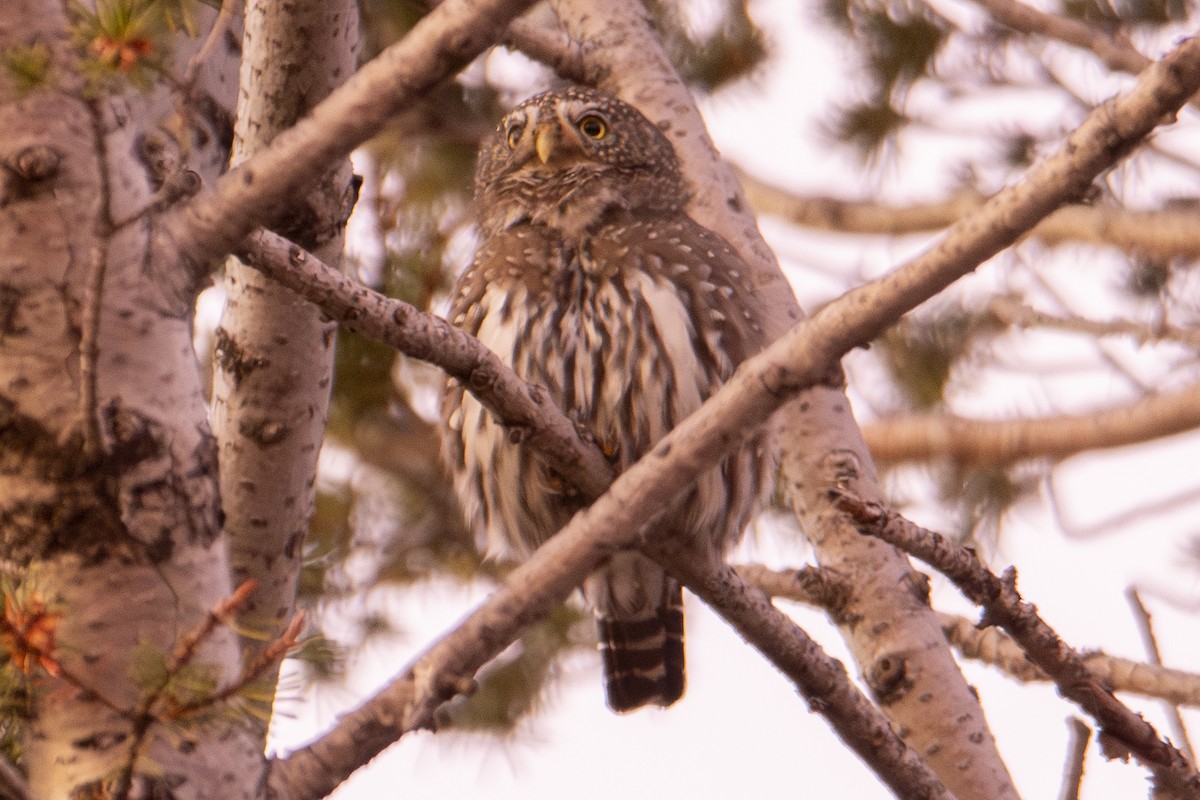 Chevêchette naine - ML644723971
