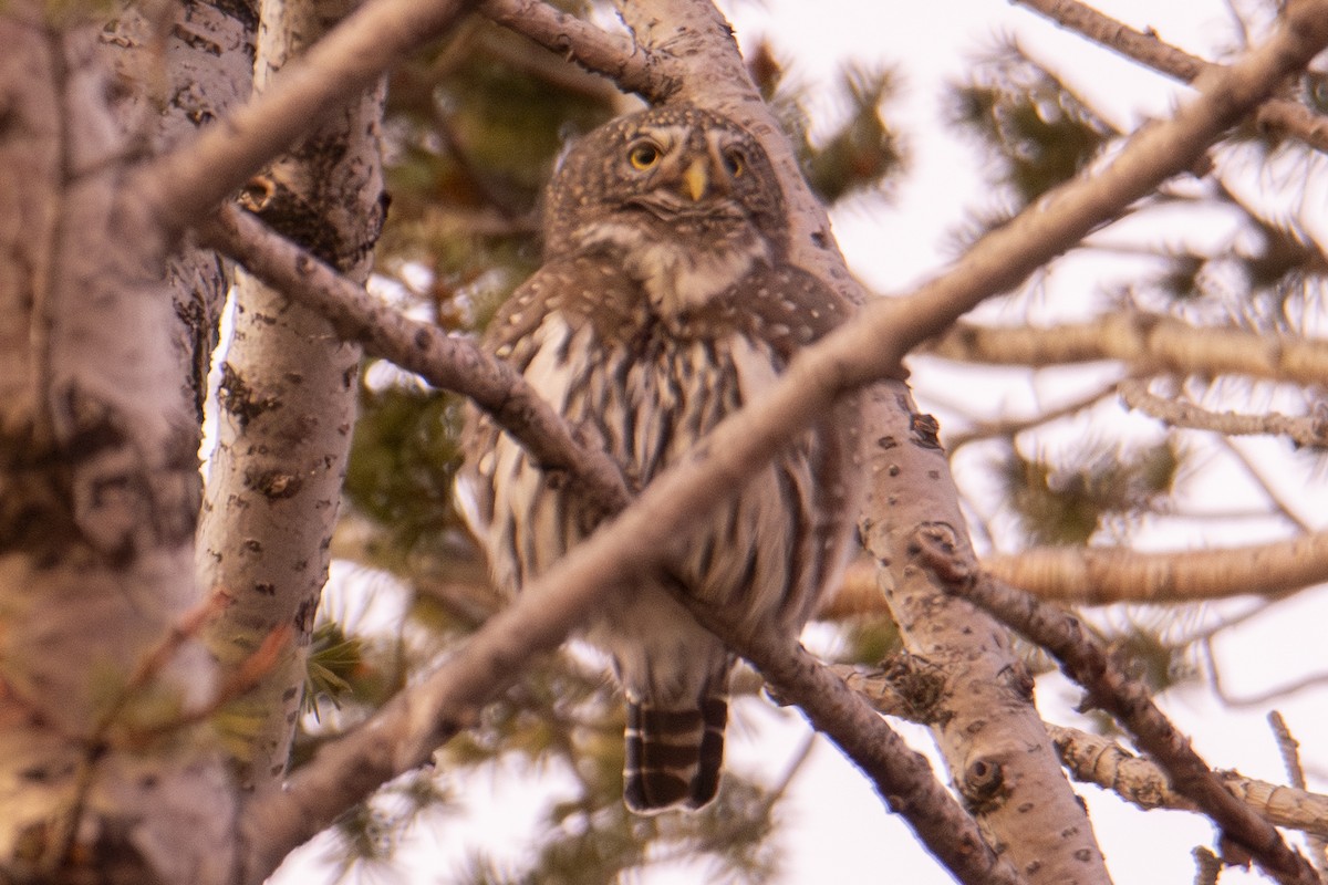 Chevêchette naine - ML644723972
