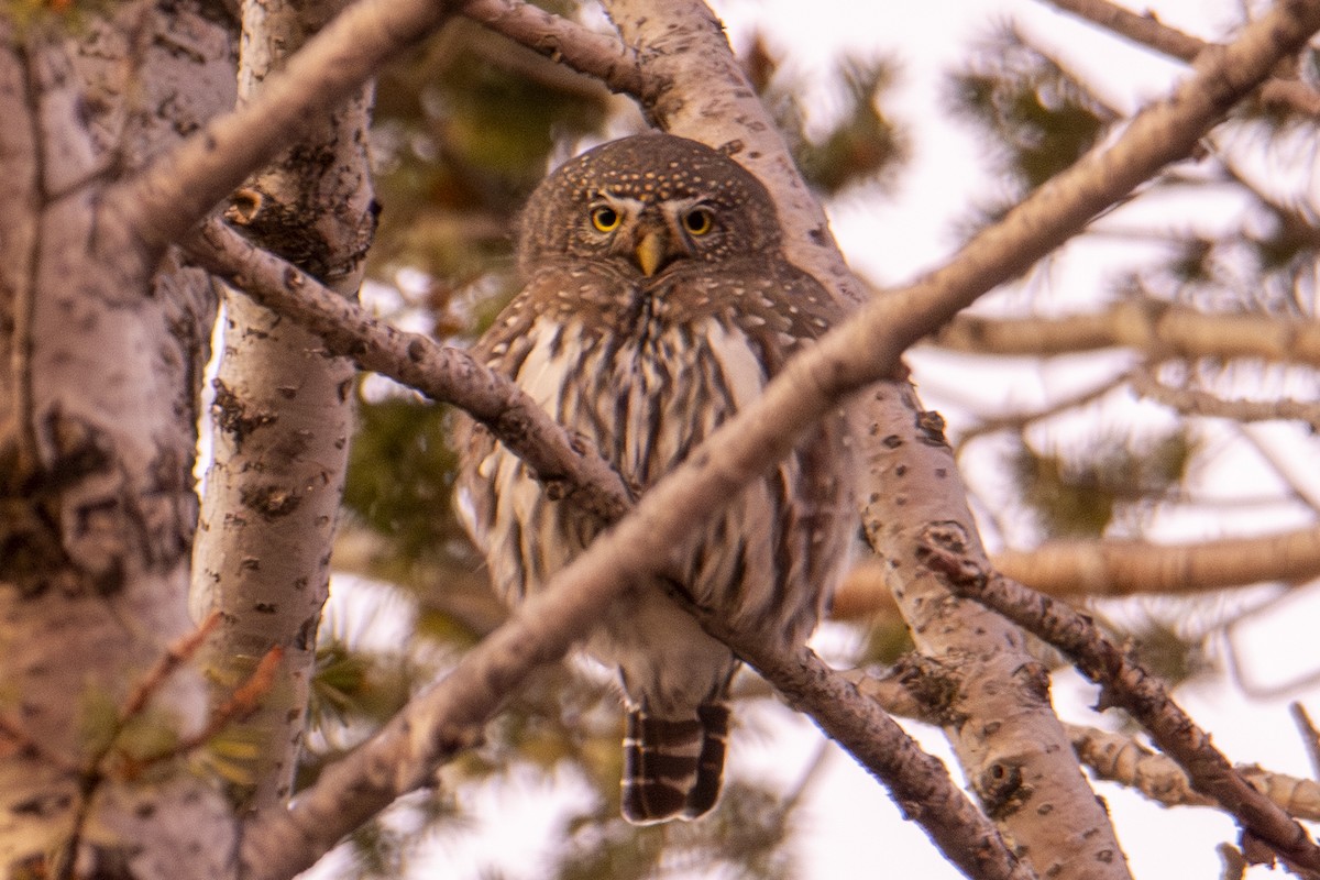 Chevêchette naine - ML644723973
