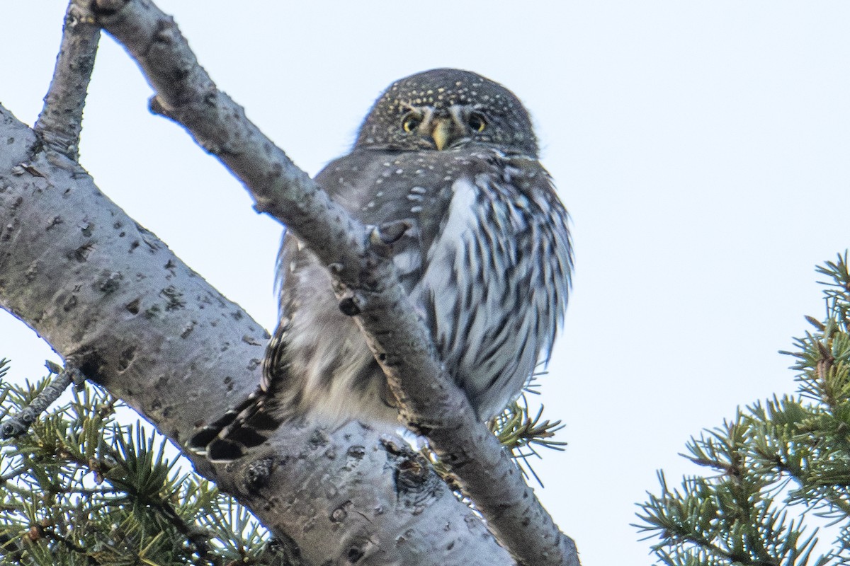 Chevêchette naine - ML644723974