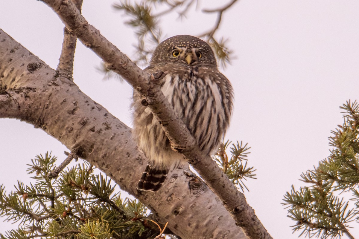 Chevêchette naine - ML644723975