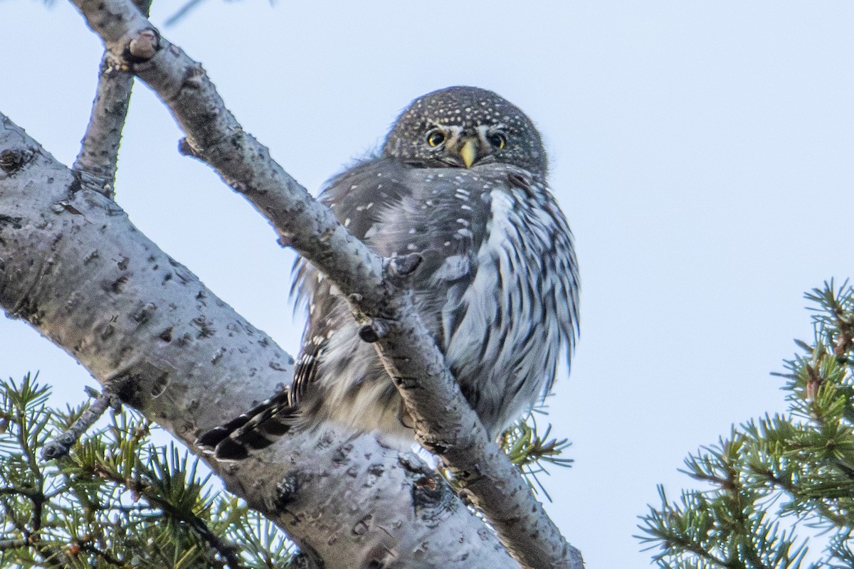 Chevêchette naine - ML644723976