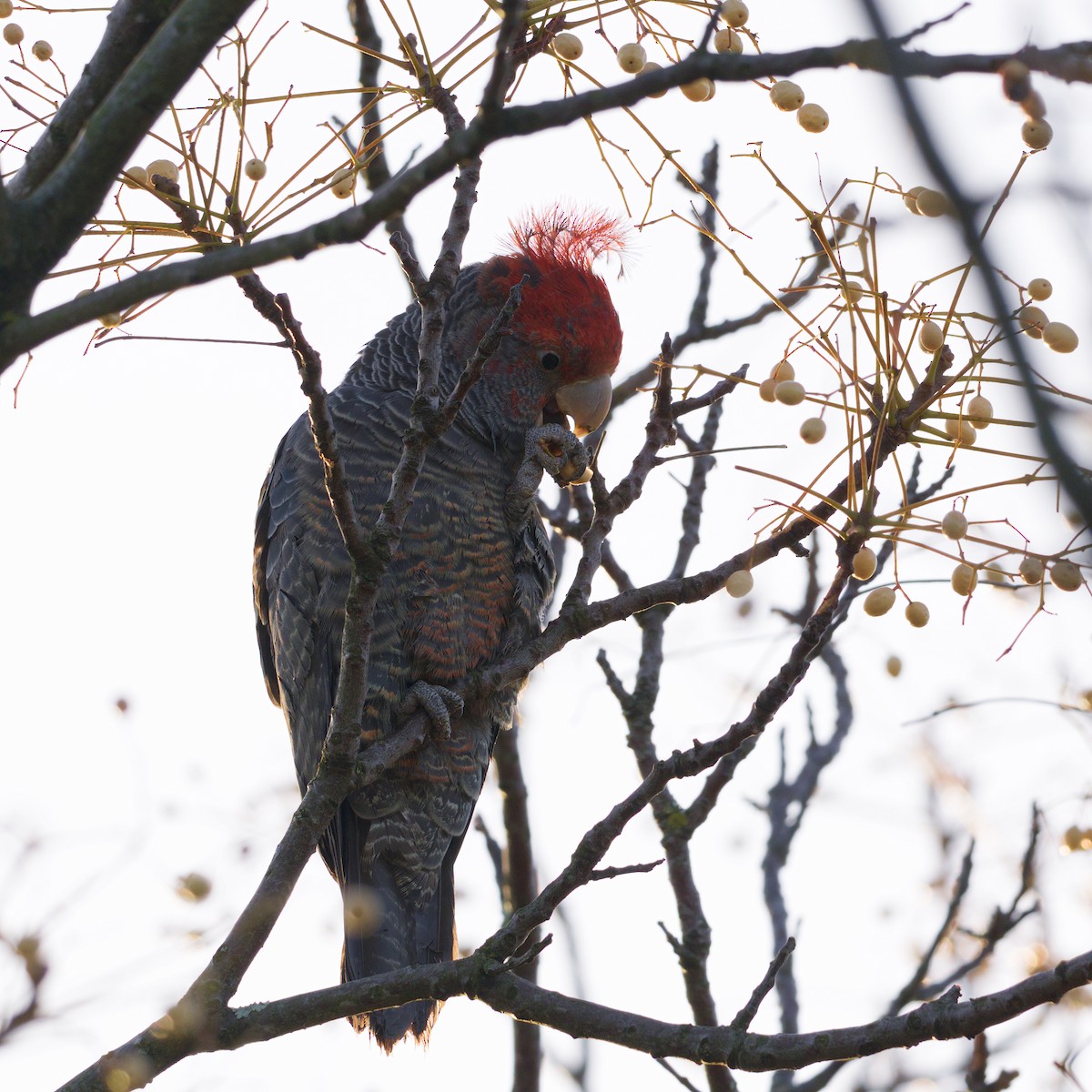 Gang-gang Cockatoo - ML644723986