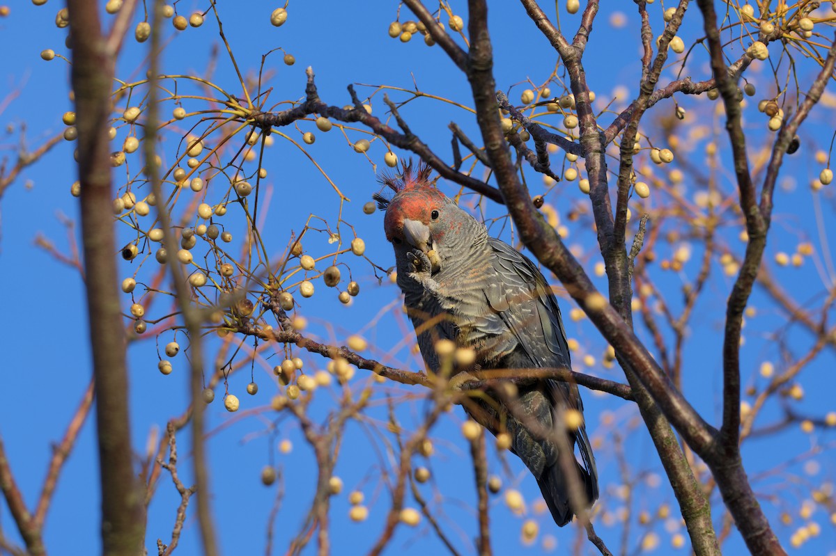 Gang-gang Cockatoo - ML644723994
