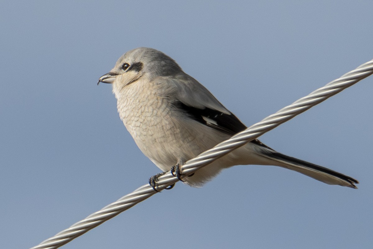 Pie-grièche boréale - ML644724012