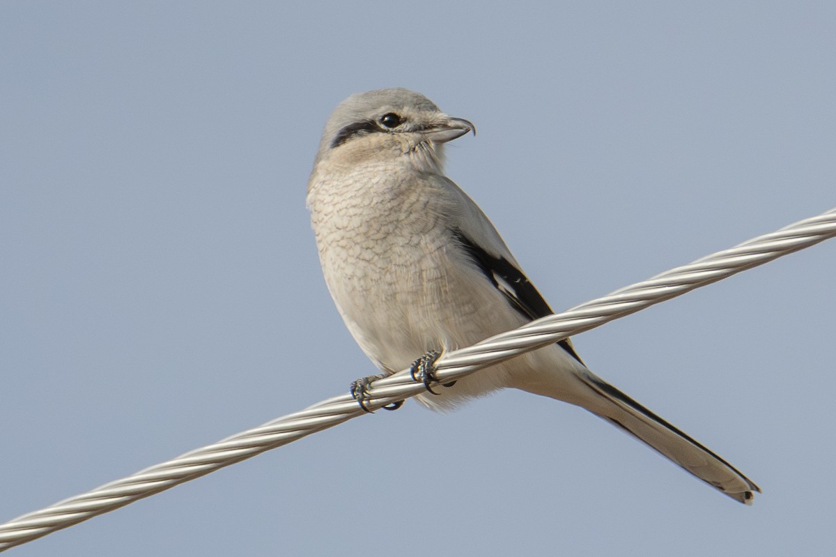 Pie-grièche boréale - ML644724013
