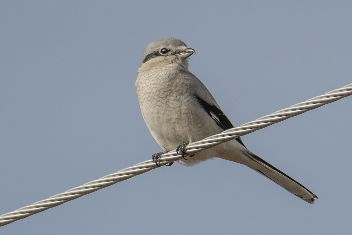 Pie-grièche boréale - ML644724014