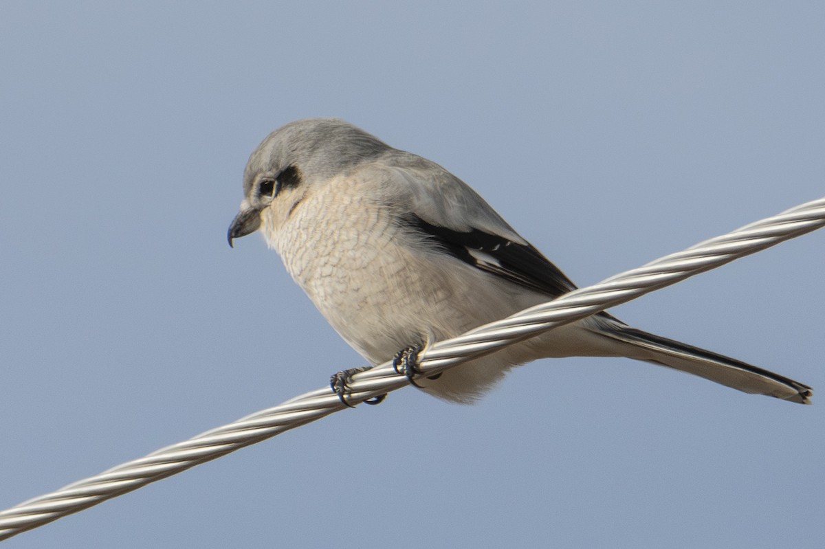 Pie-grièche boréale - ML644724015