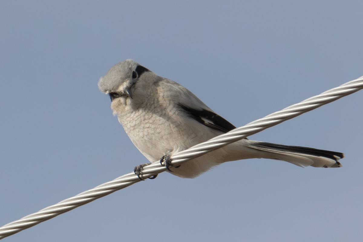 Pie-grièche boréale - ML644724016