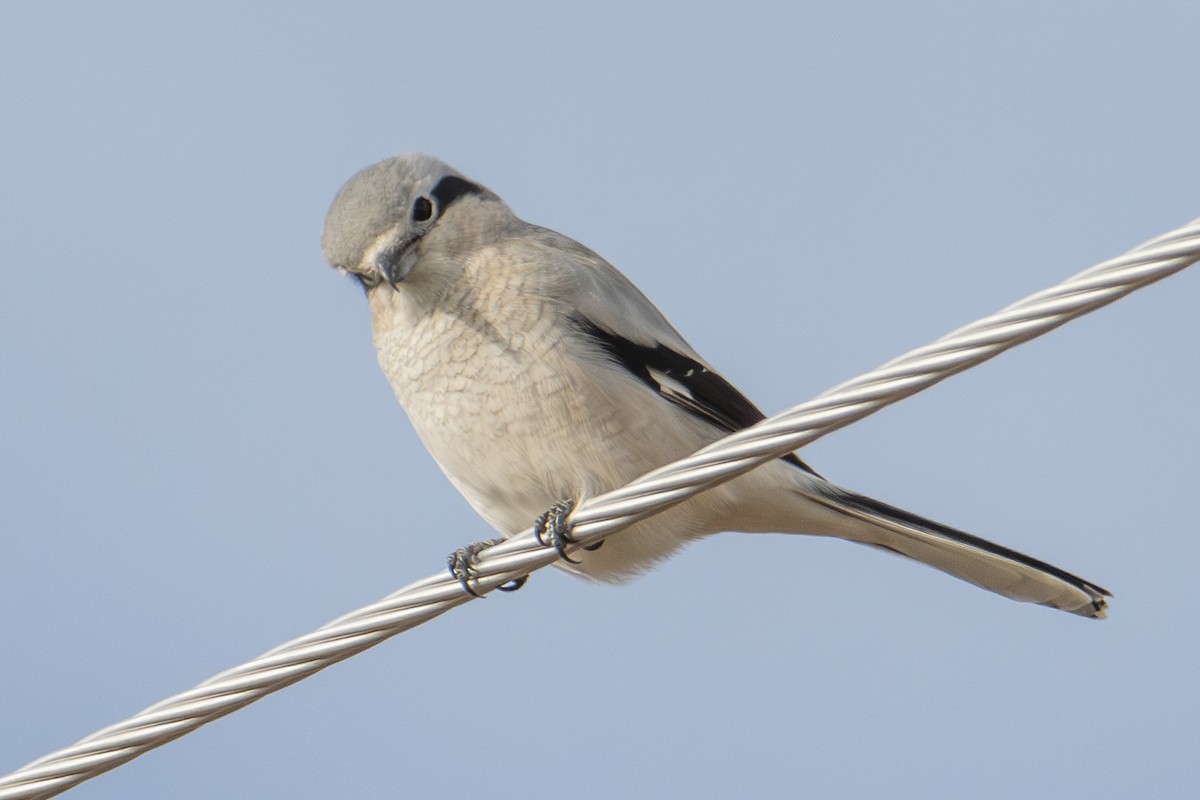 Pie-grièche boréale - ML644724017