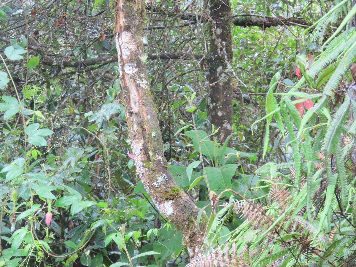 hvithalskilenebb - ML644724019