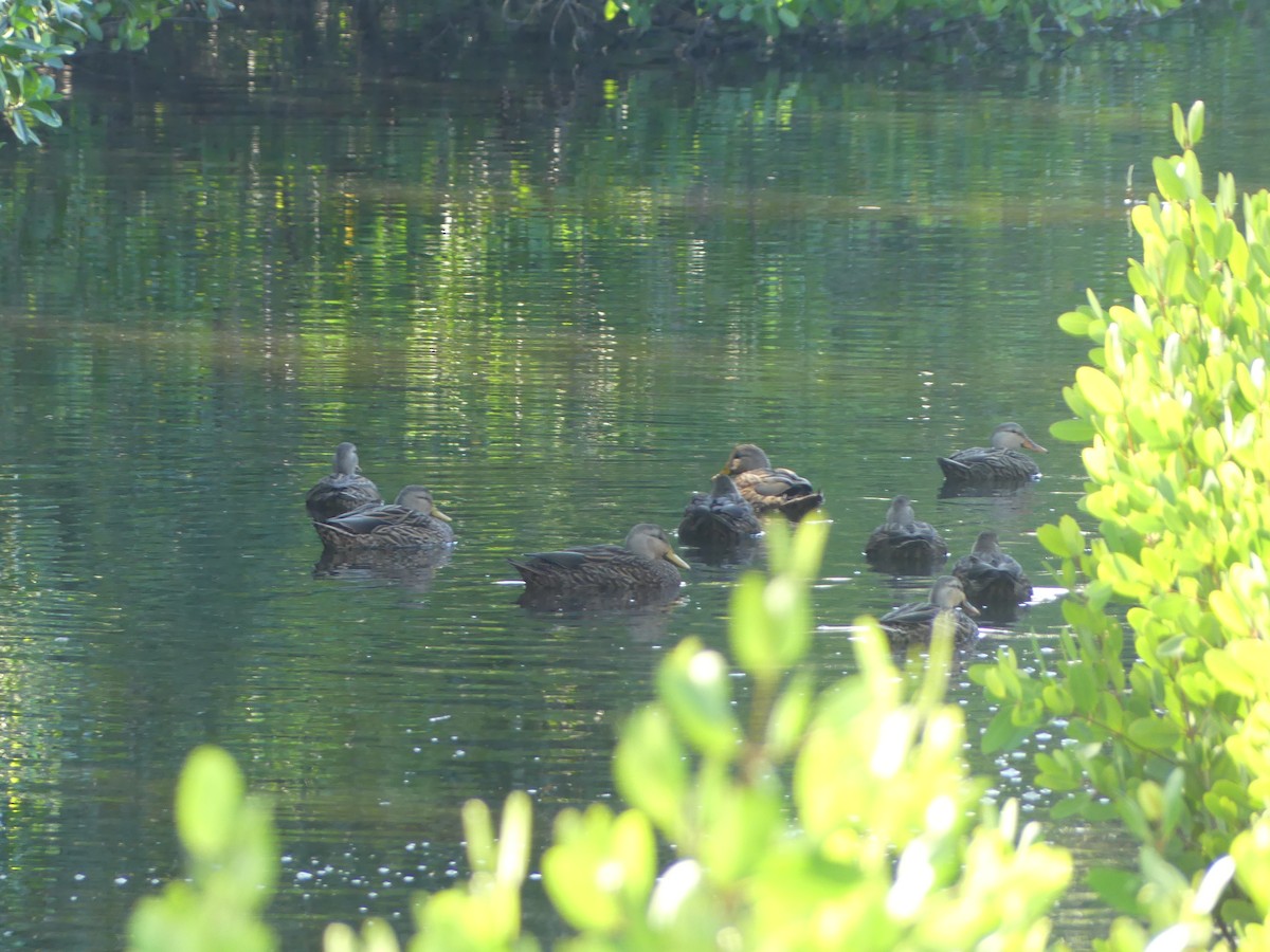 kachna pobřežní (ssp. fulvigula) - ML644724024