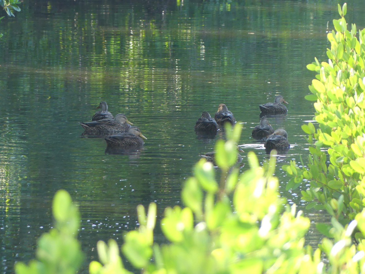 kachna pobřežní (ssp. fulvigula) - ML644724025