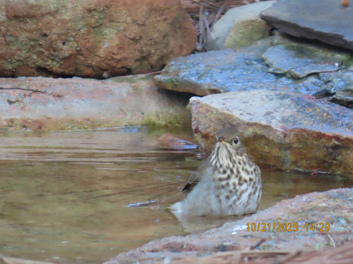 drozd rezavoocasý - ML644724026