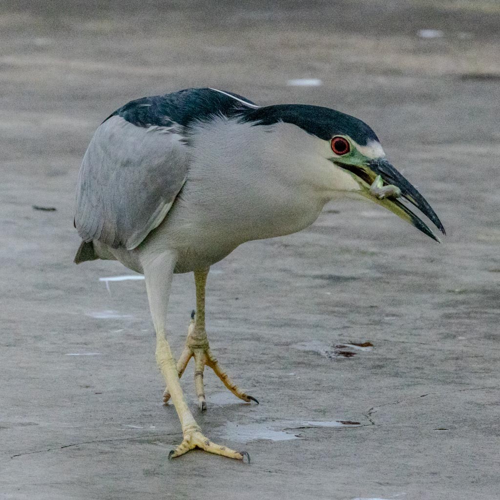 Martinete Común - ML644724031