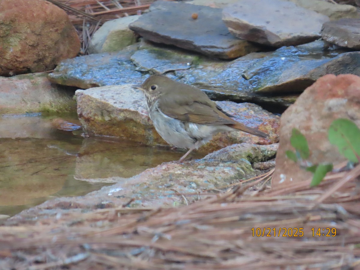 drozd rezavoocasý - ML644724033