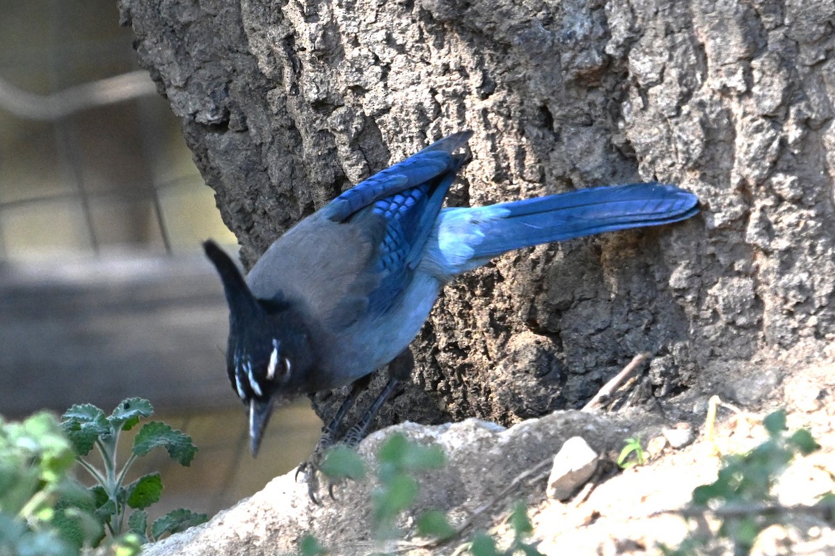 Steller's Jay - ML644724048