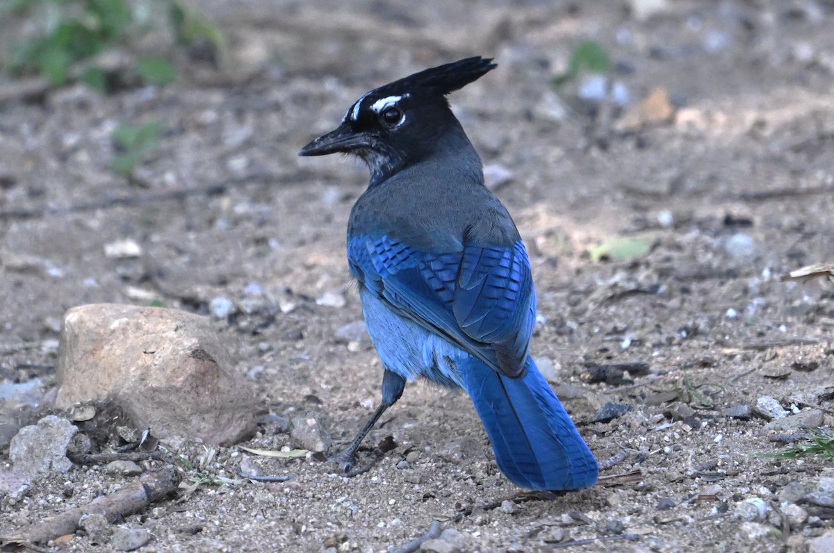 Steller's Jay - ML644724049