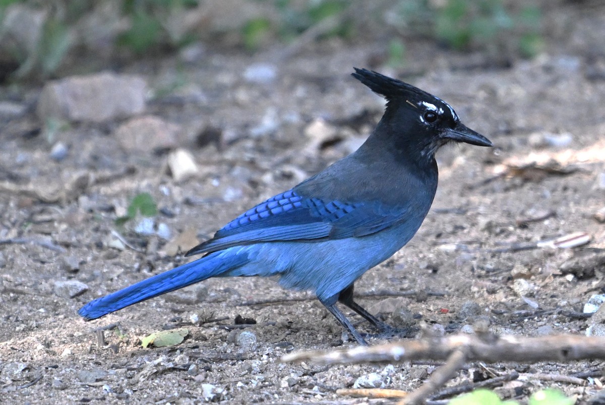 Steller's Jay - ML644724050