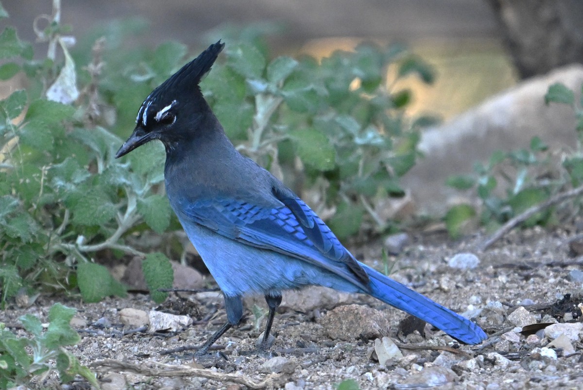 Steller's Jay - ML644724051