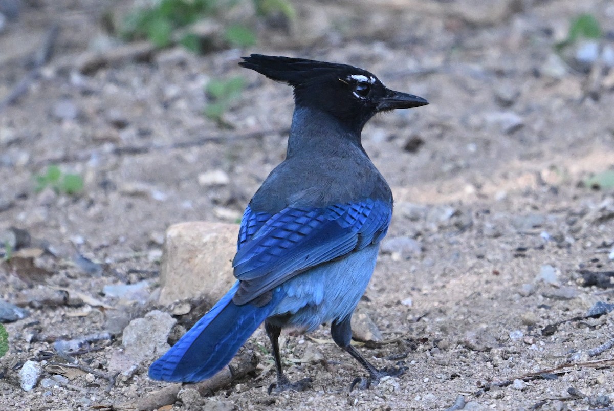 Steller's Jay - ML644724052