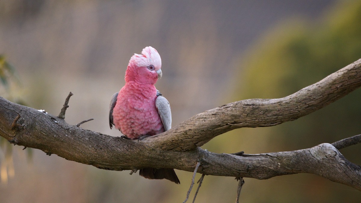Galah - ML644724054
