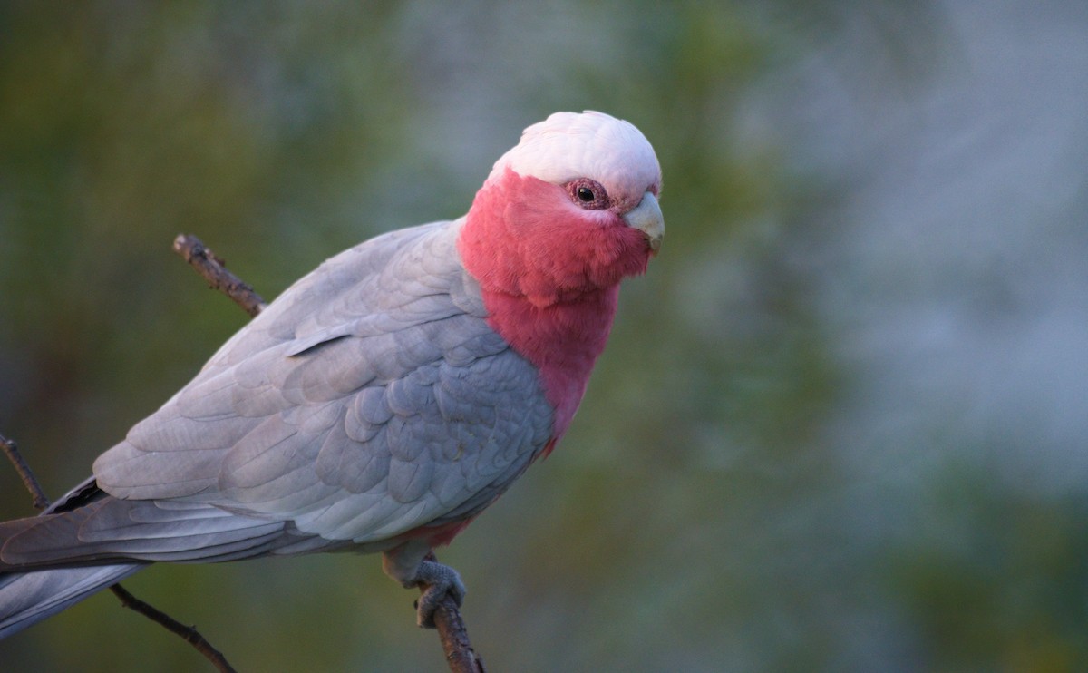 Galah - ML644724056
