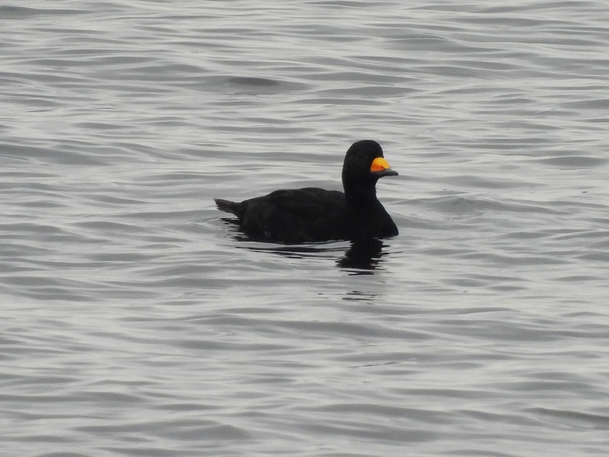 Amerika Kara Ördeği - ML644724058