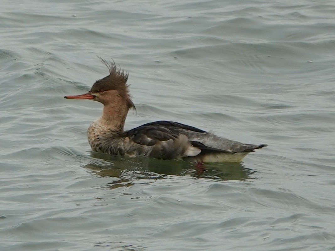 Red-breasted Merganser - ML644724059