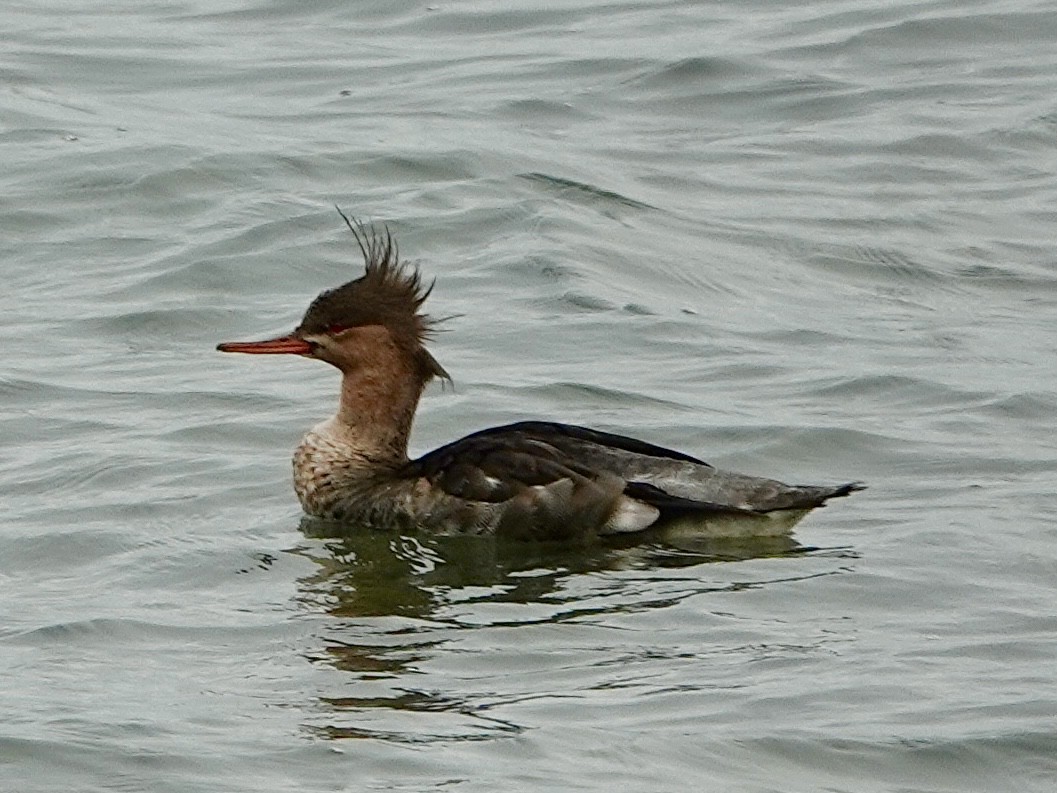 Red-breasted Merganser - ML644724060