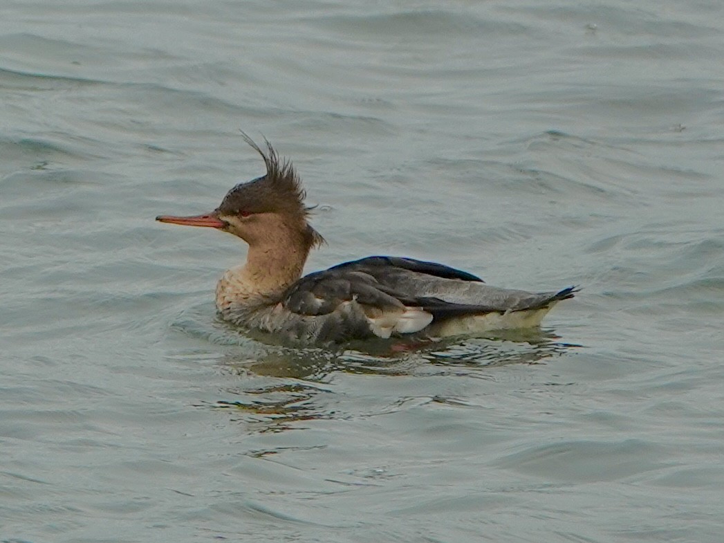 Red-breasted Merganser - ML644724061