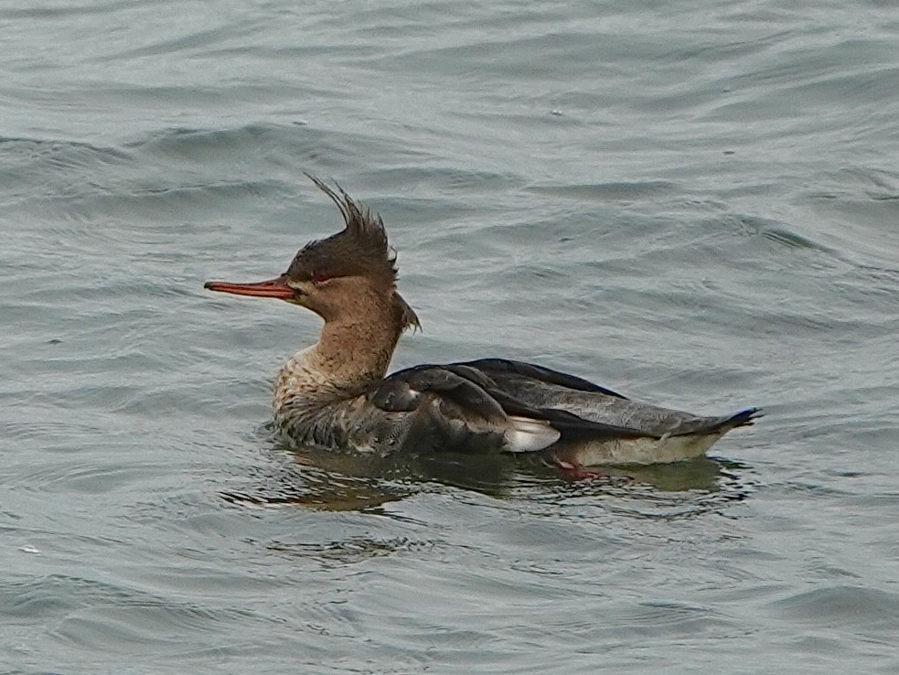 Red-breasted Merganser - ML644724062