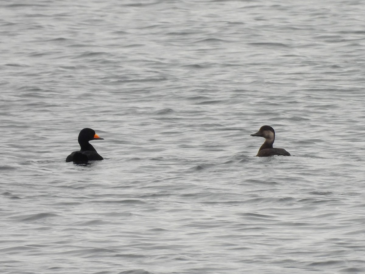 Amerika Kara Ördeği - ML644724067