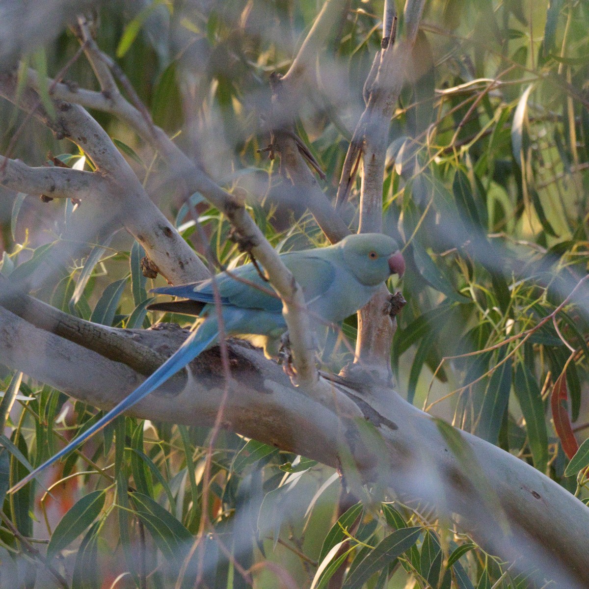 Rose-ringed Parakeet - ML644724071