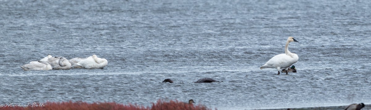 Trumpeter Swan - ML644724073